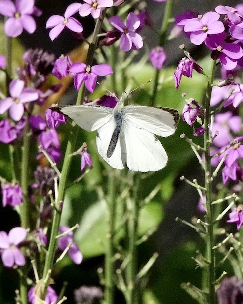 large white